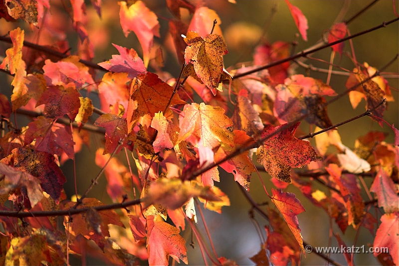 Autumn's Last Gasp 1